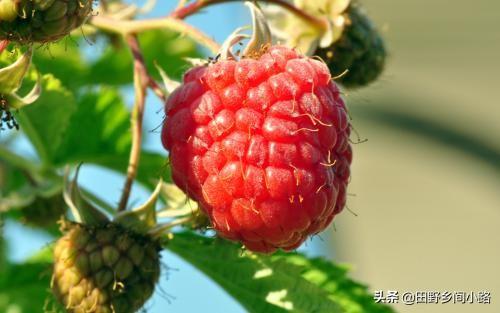 山莓该要怎么种植呢？山莓的种植方法以及注意事项