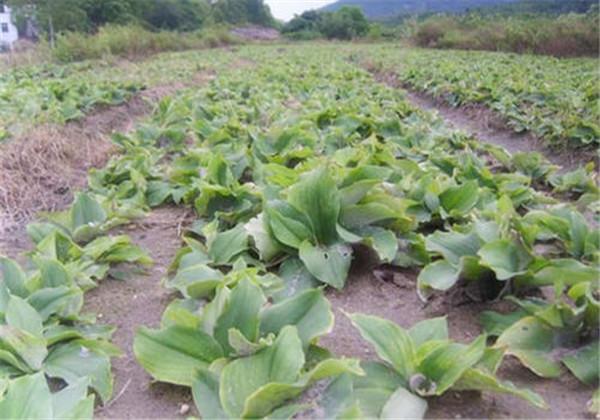 山奈可除湿止痛，可治风虫牙痛，山奈的栽培技术，赶紧来围观了解