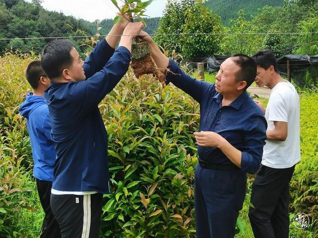 腾冲： 做强红花油茶 扮靓绿美生态