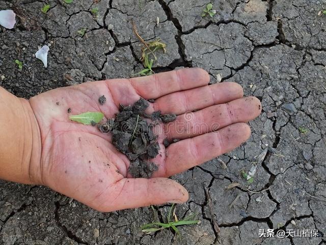 南疆棉花种植技巧，干播湿出全攻略揭秘！