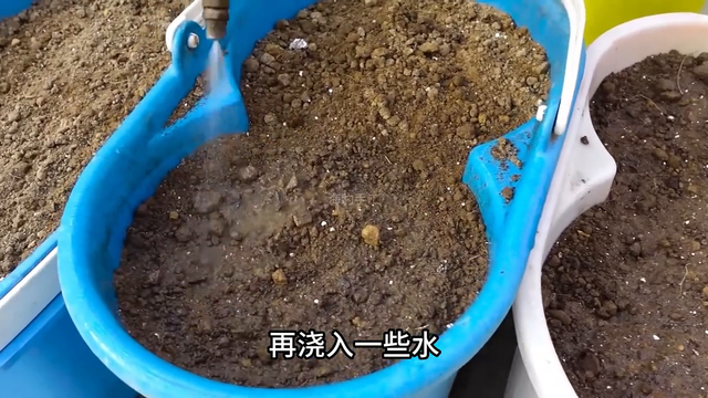 大叔用几个塑料框种植个大饱满的红萝卜，真是高手隐藏在民间