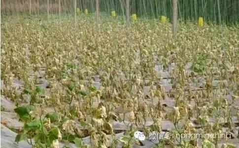 「头条」走，回家种大棚去——大棚种植技术大全