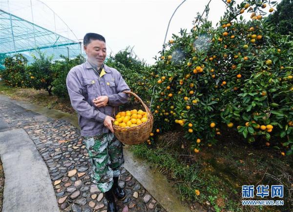 浙江建德：柑橘之乡开启“丰收季”