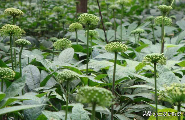 三七功效好，种植效益高，你知道怎么进行种植么？