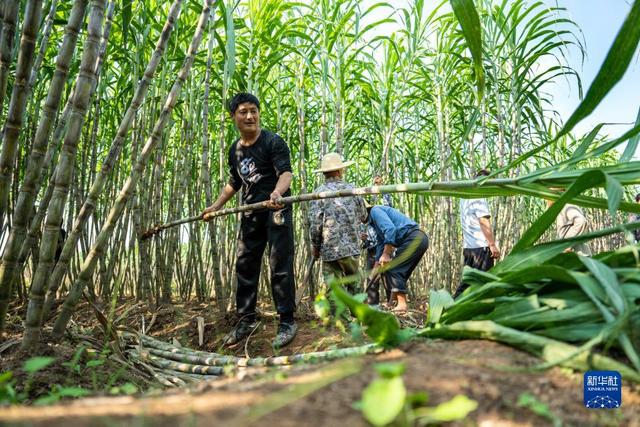 湖南南县：甘蔗收获助农增收