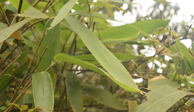 粽子叶价格高涨，能够人工种植吗？