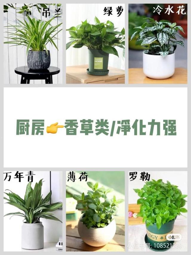 我经常逛的8个家居植物店，好看又好养，而且很便宜，超适合小白