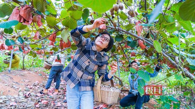 荆楚沃土孕育“奇异黄金果”，湖北猕猴桃飘香海内外唱主角