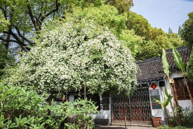 院子养棵“木香花”，长势真泼辣，2年爬满墙，花量巨大堪比第一