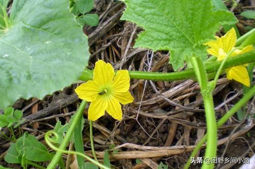 犁瓜种植技术