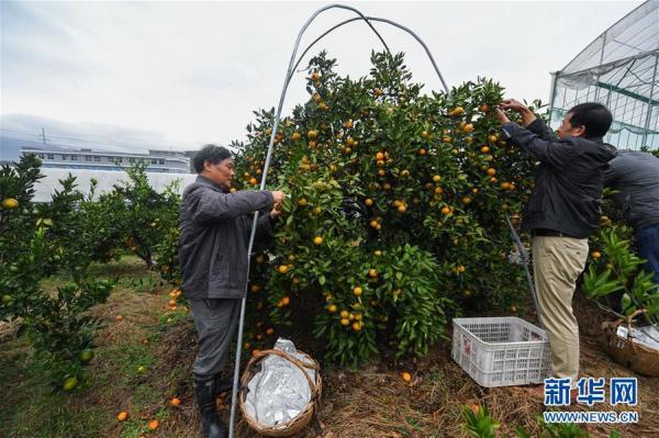 浙江建德：柑橘之乡开启“丰收季”