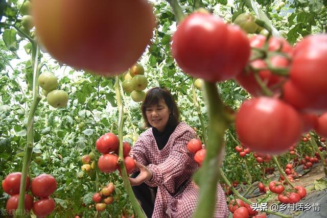 从5月份开始种植的蔬菜，一切全靠这几点，能不能长好就看你的了