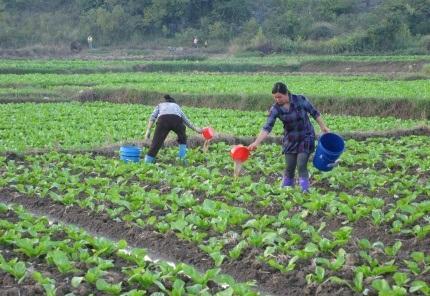 芥菜的种植时间及管理方法，早秋播种一个月后就可以采收