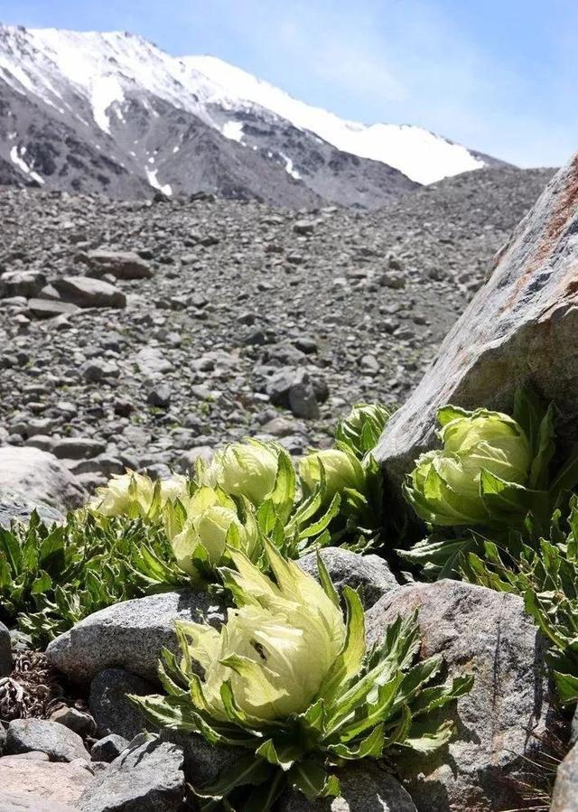 雪山上的“女神”，天山雪莲资源开发利用现状及可持续发展建议