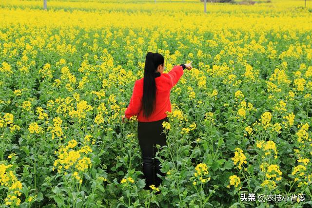 高产油菜有哪些种植管理技巧？从种到收重点抓好这8点