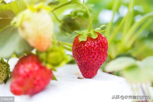 最全面的草莓种植管理技术！看了不后悔！