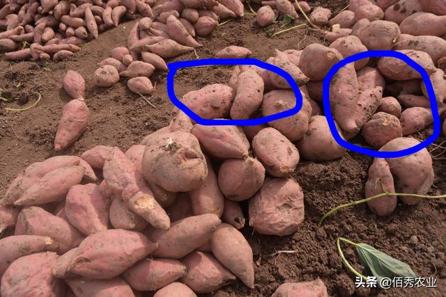红薯高产并不难，专家给出3个步骤，同时解决地下害虫和旺长困扰