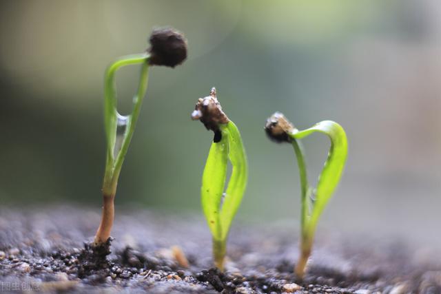 菠菜什么时候种？4个时期各不同，2分钟教你掌握关键技术