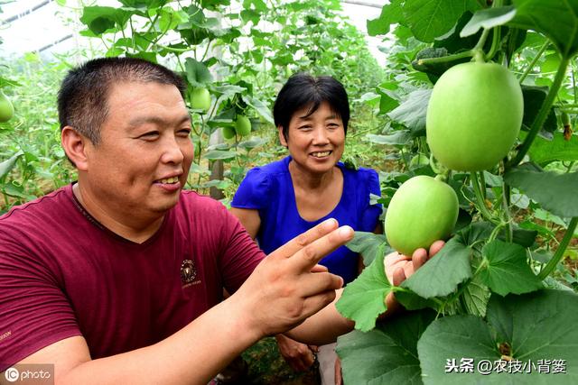 真实用！用好这几招，甜瓜长势好、糖度高、产量大、品质好！