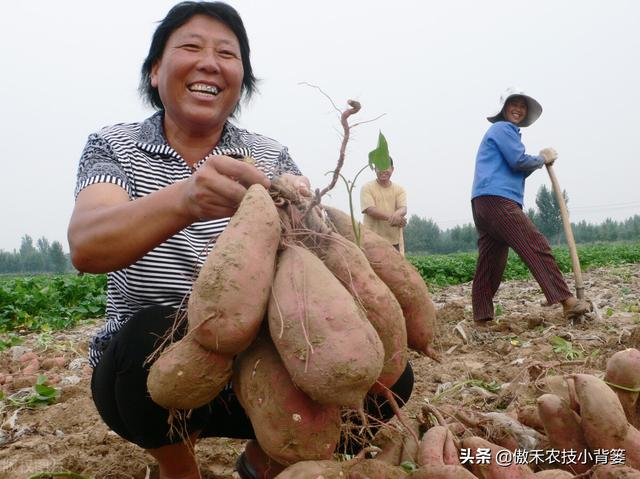 实现红薯高产多收并不难，种植管理技巧一定要掌握好