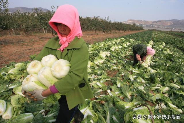 种植大白菜抓好这几个阶段的浇水与控水，前期长势好、后期产量高