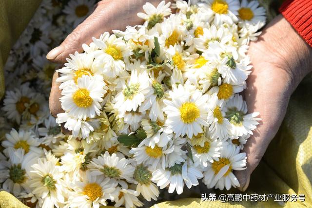 高鹏说药材：2022年种植哪些药材可以赚钱？