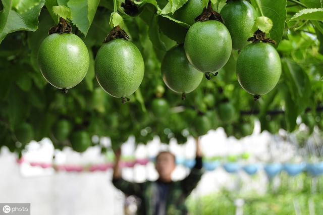 龙胜高寒山区鸡蛋果栽培技术简介