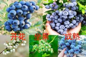 蓝莓种植200问(蓝莓栽培实用技术（二）：如何选地改土、满足冷温量、培养菌根？)