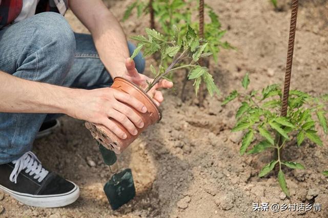 种植蔬菜，多学一学这些老方法和老经验，绝对让你收获满满干货