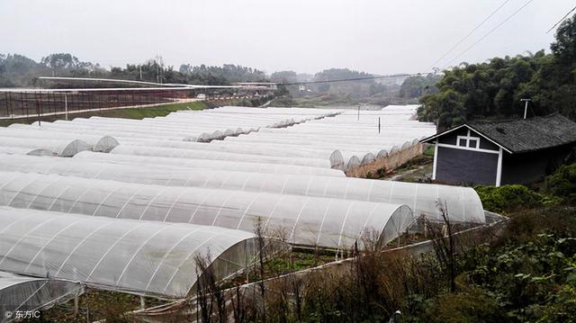 吉林省大安市的黄菇娘好吃又畅销，如何种植黄菇娘呢？