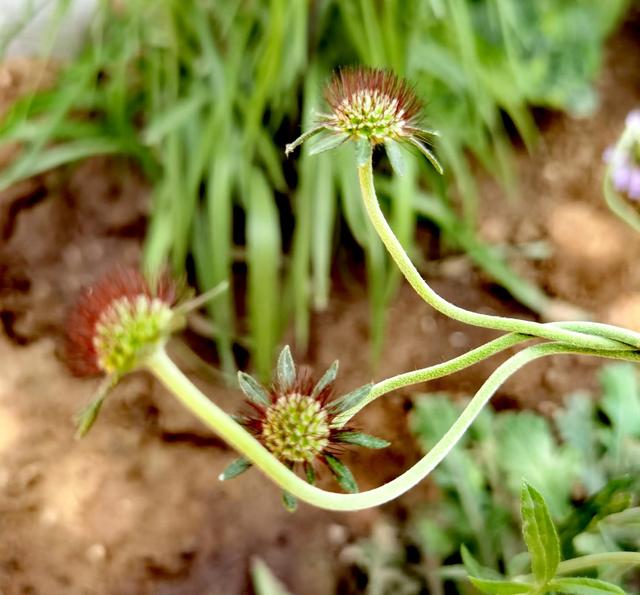 我的花草日记——看图写画，记录院子里皮实靠自播繁殖的花花草草