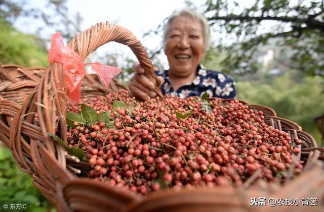 花椒种壳厚播种后难出芽？这样种植出芽率更齐、成活率更高！