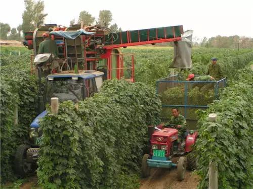 中国啤酒花种植现状不完全报道