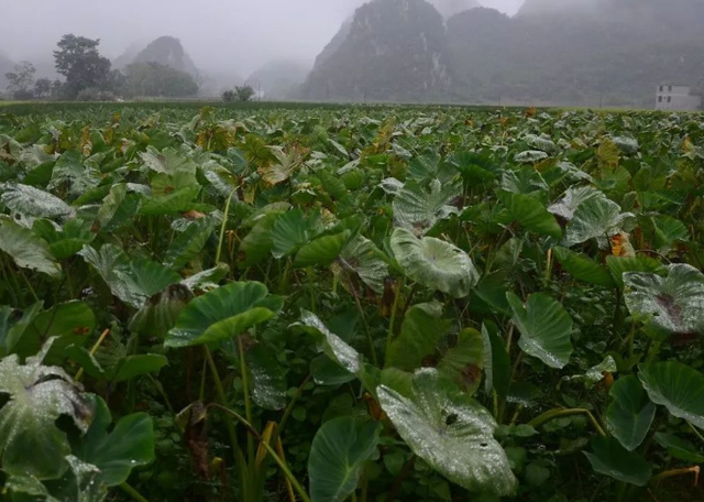 荔浦芋旱地栽培技术，及田间管理关键要点