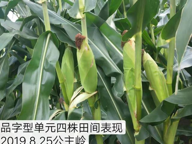 什么是“品字型”玉米超高产种植模式？