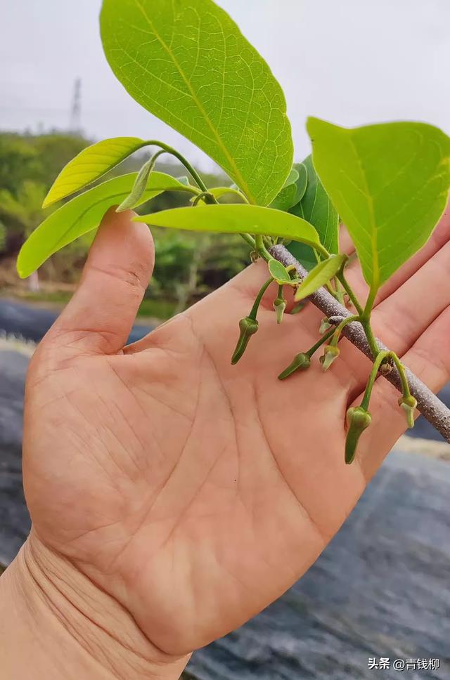 种植幼龄释迦番荔枝，你需要了解的管理技术