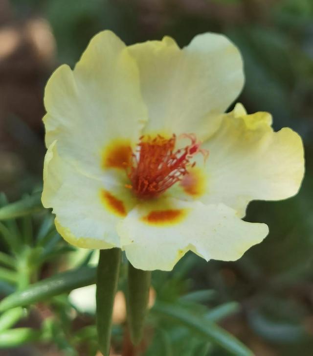 我的花草日记——看图写画，记录院子里皮实靠自播繁殖的花花草草