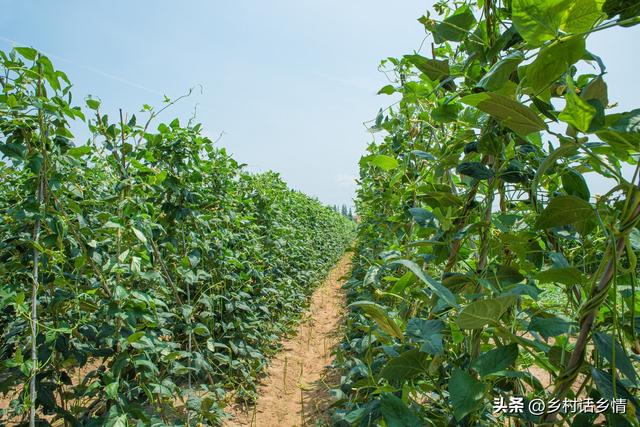 种植豆角和菜豆，先学会花前花后管理技巧，开花结荚一茬接一茬