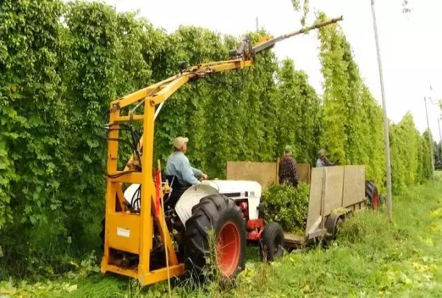 中国啤酒花种植现状不完全报道