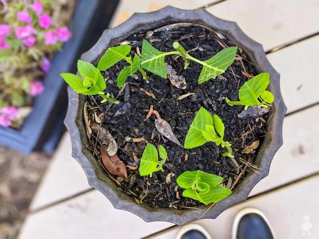 绣球花养护总结大全，如何促进开花，繁殖的技巧和病虫害防护注意