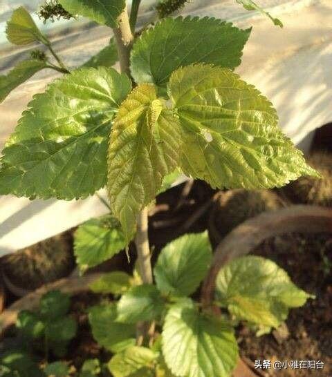 阳台种一棵桑葚，只要土肥盆大、光照足，5月挂满果，好吃又美观