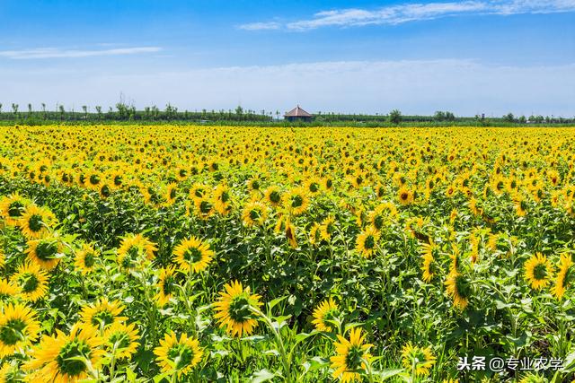 能榨出“高级健康营养油”的油葵，什么时候种植时该注意什么