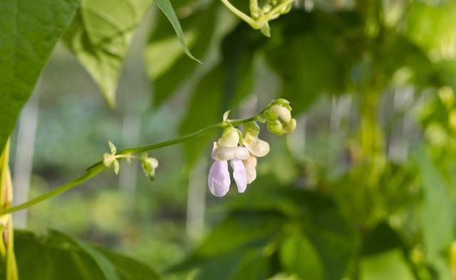 芸豆想要高产，如何种植管理？