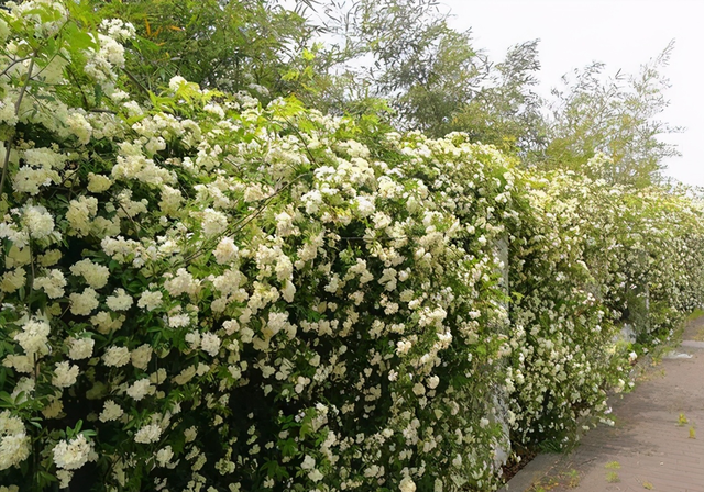 院子养棵“木香花”，长势真泼辣，2年爬满墙，花量巨大堪比第一