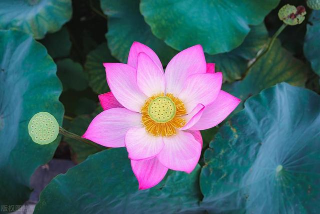 池塘里的荷花，在家也能养，仙气飘飘开满大水缸