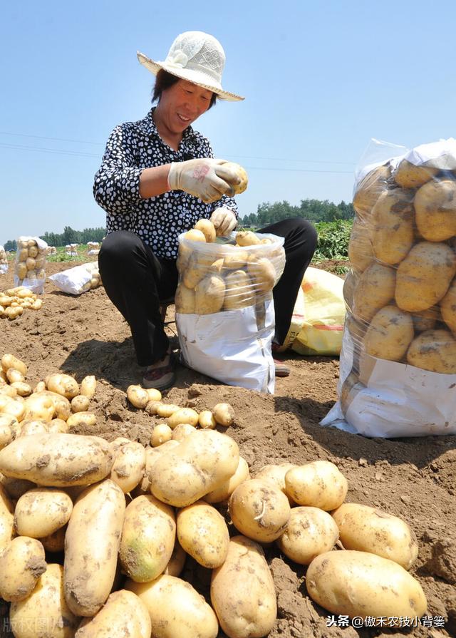 提高马铃薯产量品质的15个种植管理技巧，每个都很重要