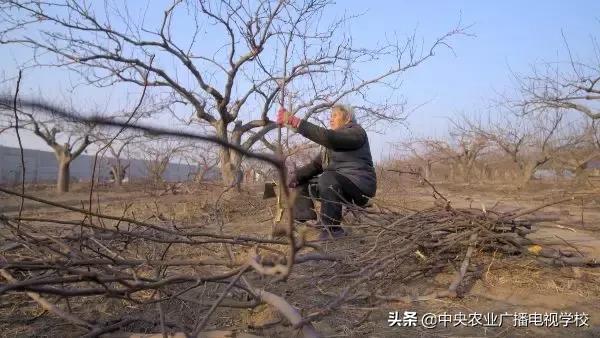 【农广天地】精准注水 香菇高产