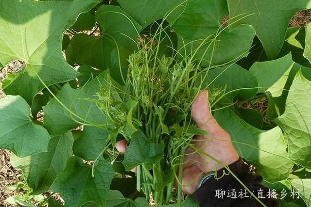 山东高唐一村庄大棚菜“变局”，种下佛手瓜长出龙须菜，直供香港