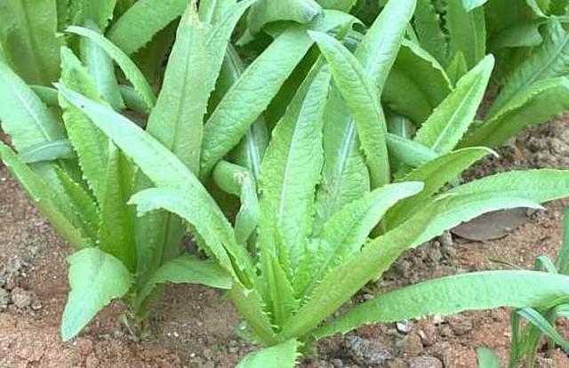 油麦菜一年3茬如何种？做好苗期4项作业，搞好田间6项管理产量高