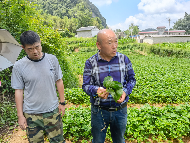 记者蹲点采访丨草莓苗带来大收益 精细农业助力乡村振兴——木果镇登亨村草莓育苗基地见闻